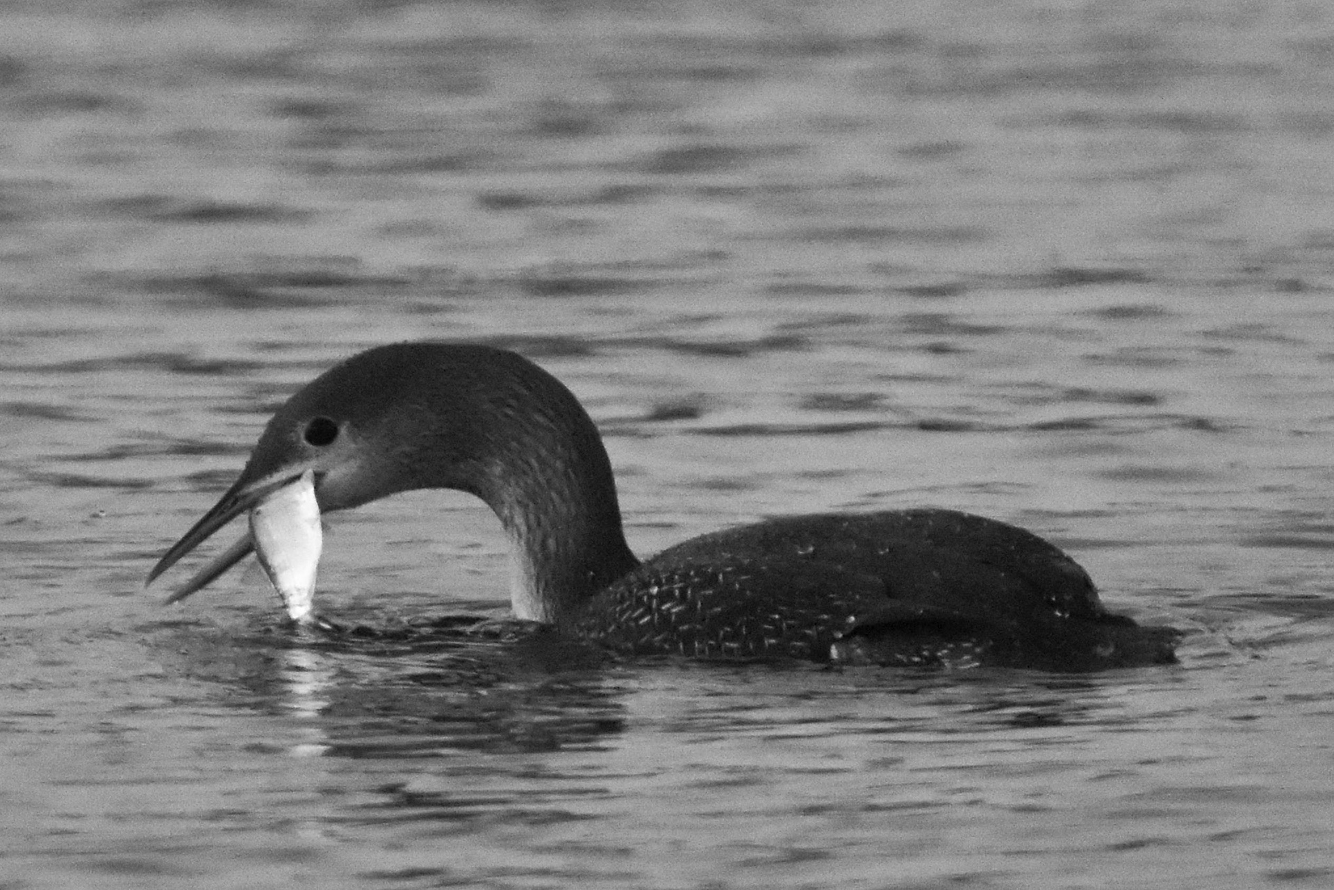 Common Loon (non-breeding)