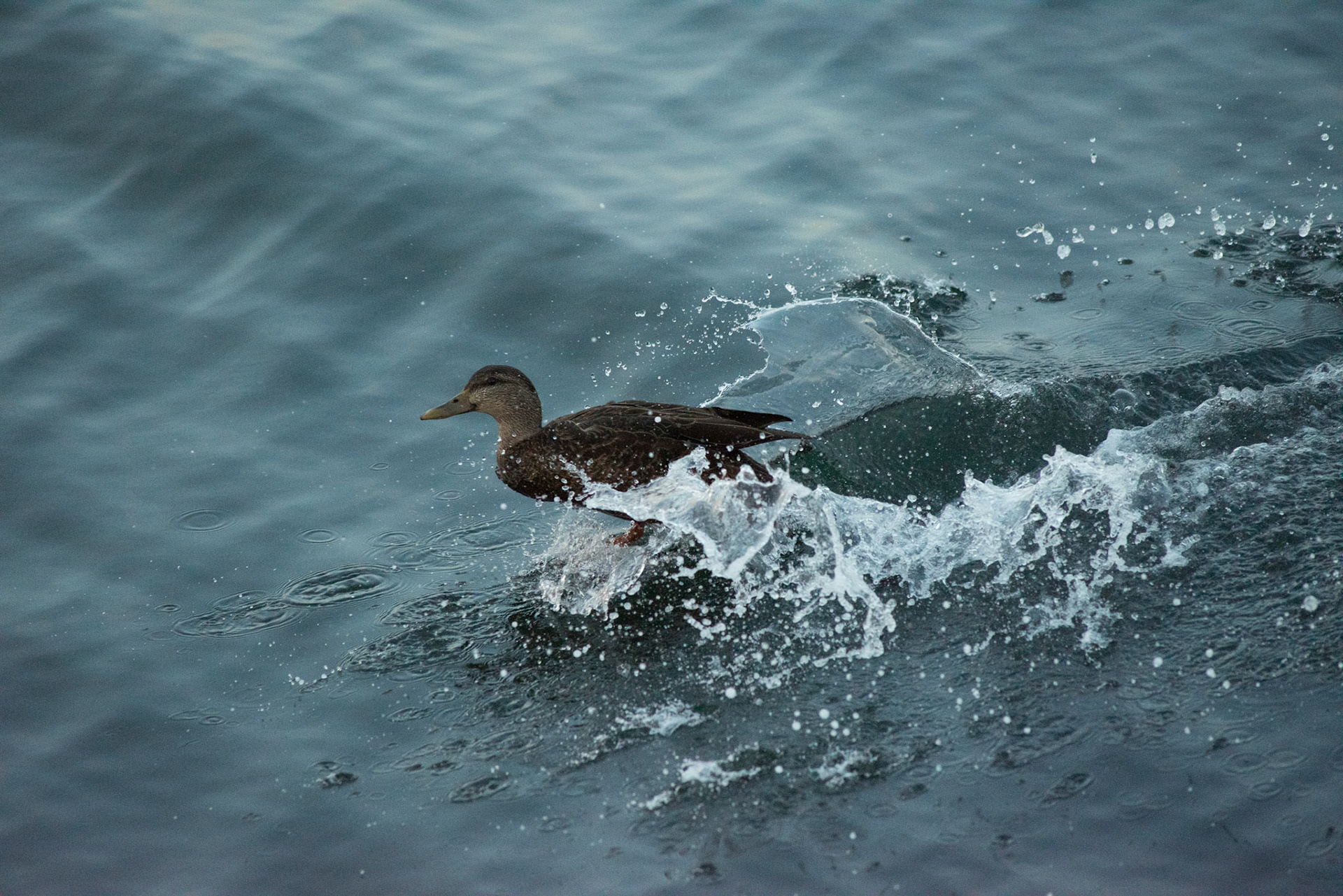 American Black Duck