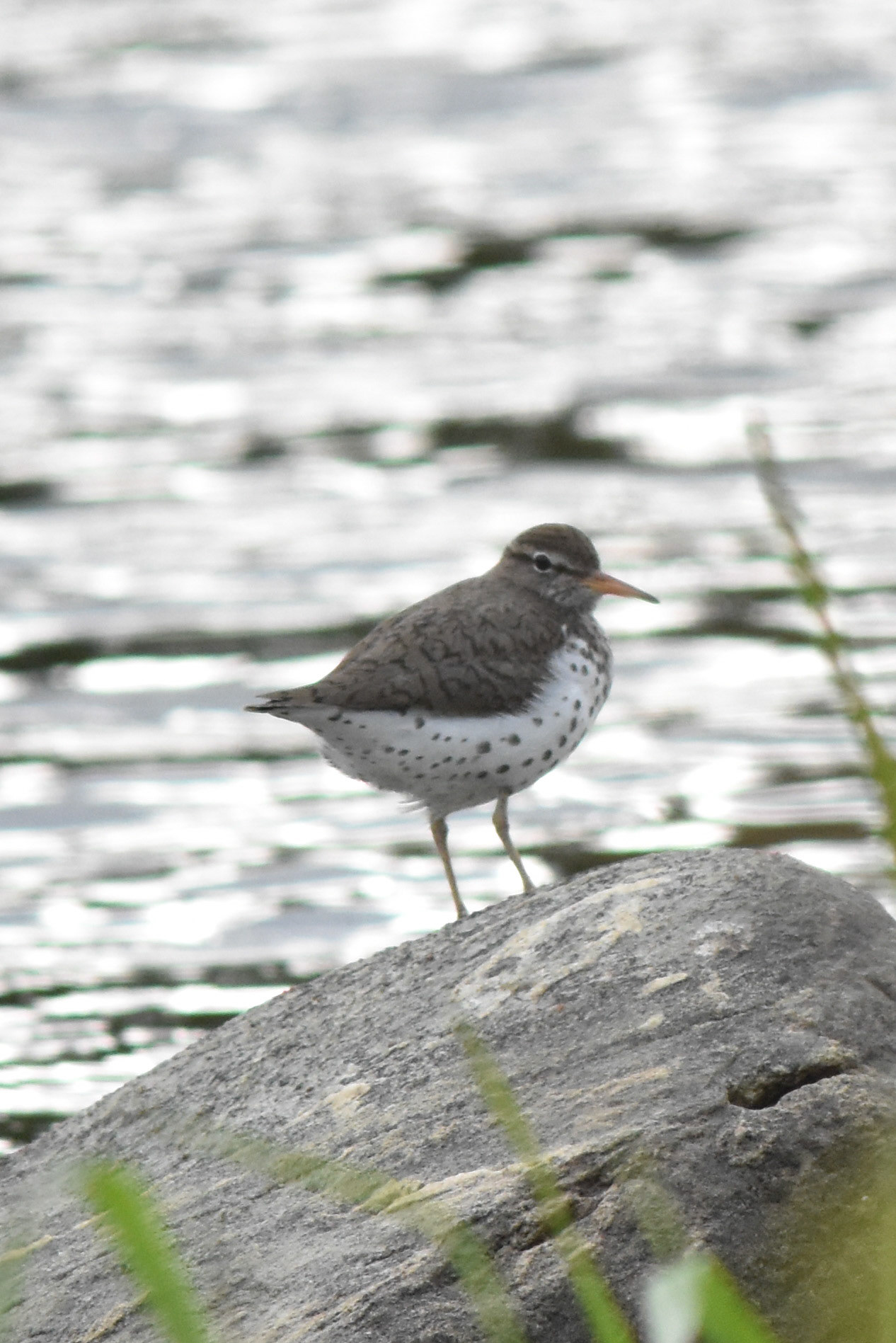Spotted Sandpiper