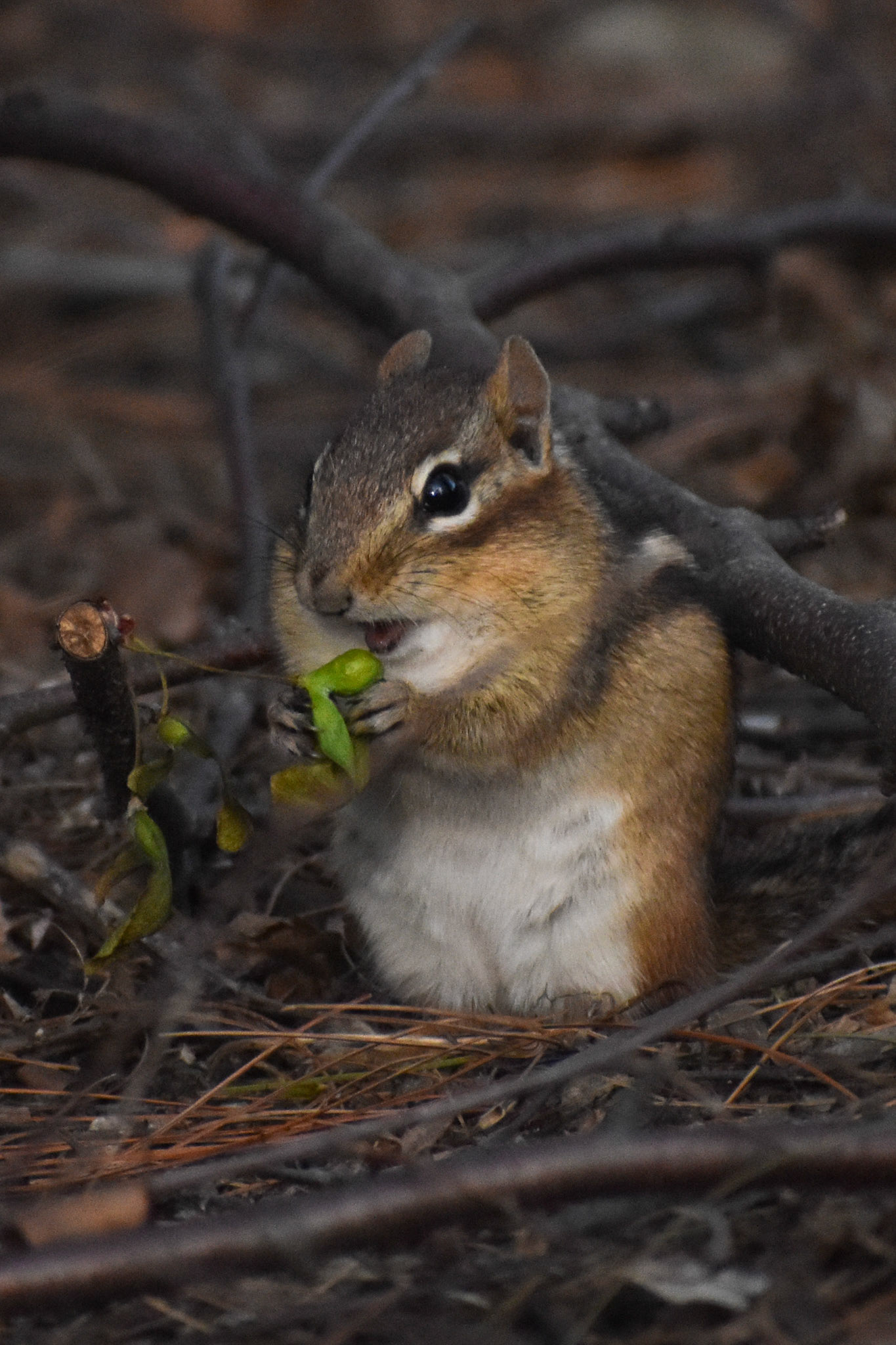 Eastern Chipmunk