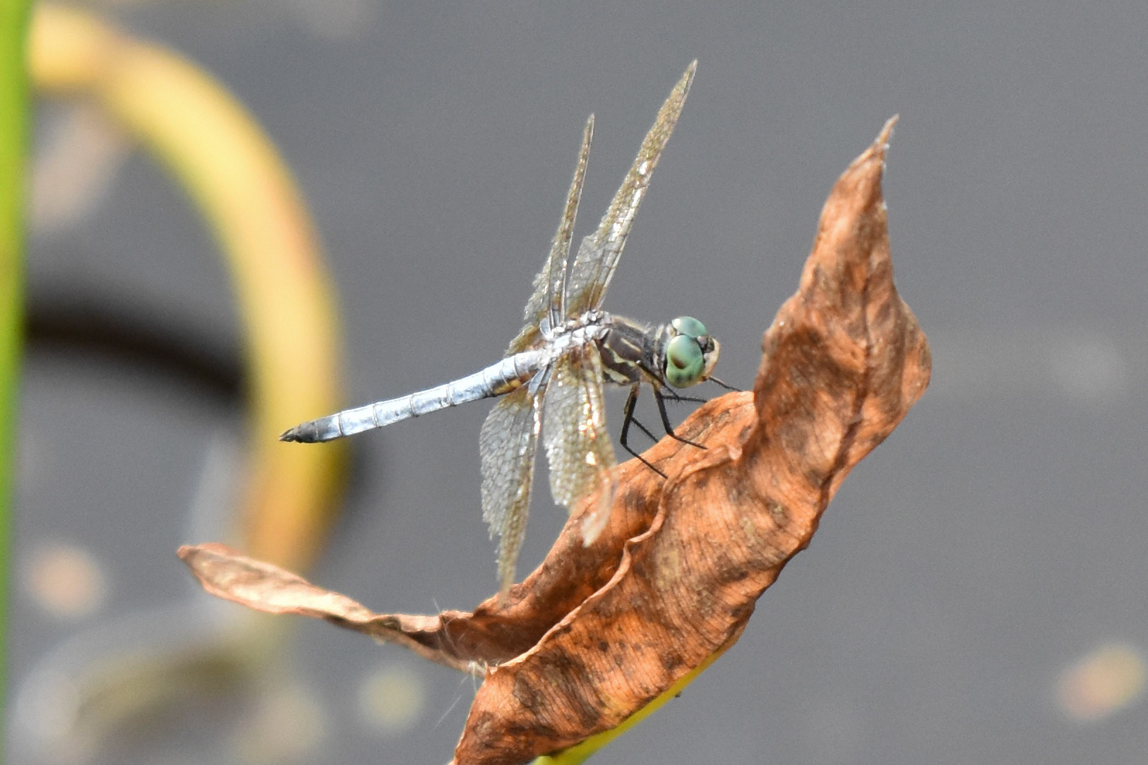 Blue Dasher