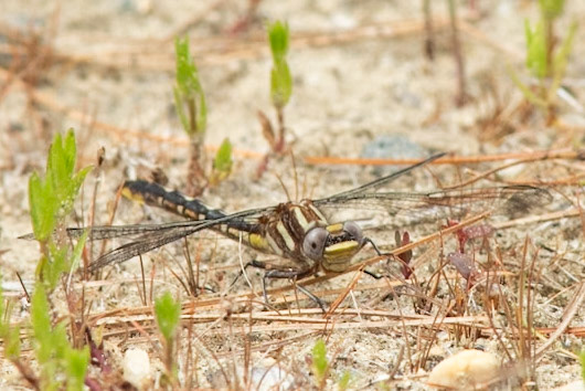 Lancet Clubtail