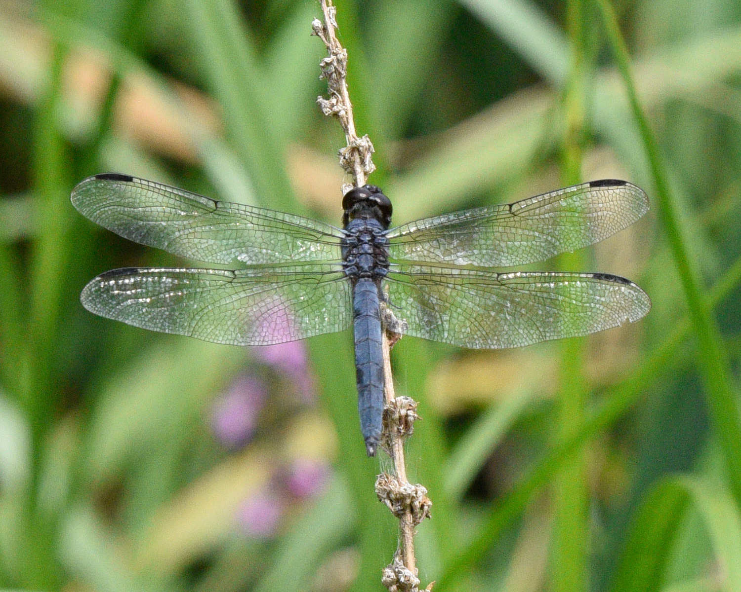 Slaty Skimmer
