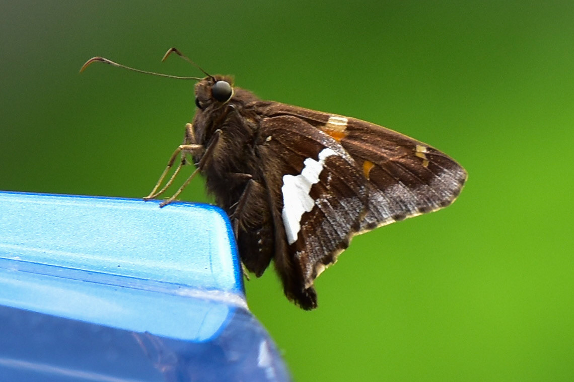 Silver Spotted Skipper