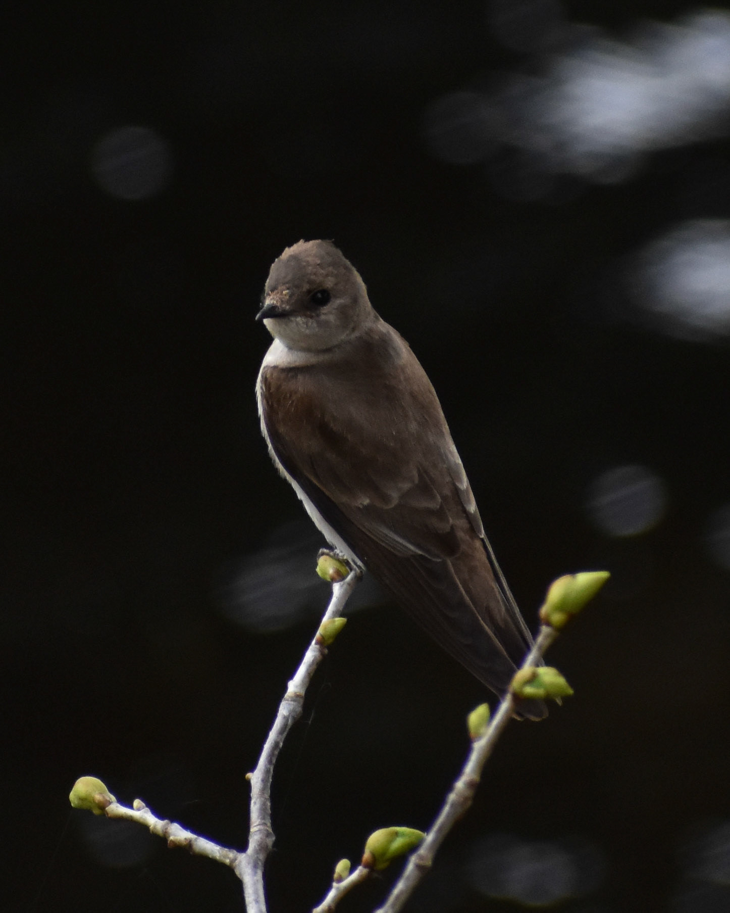 Northern Rough-winged Swallow