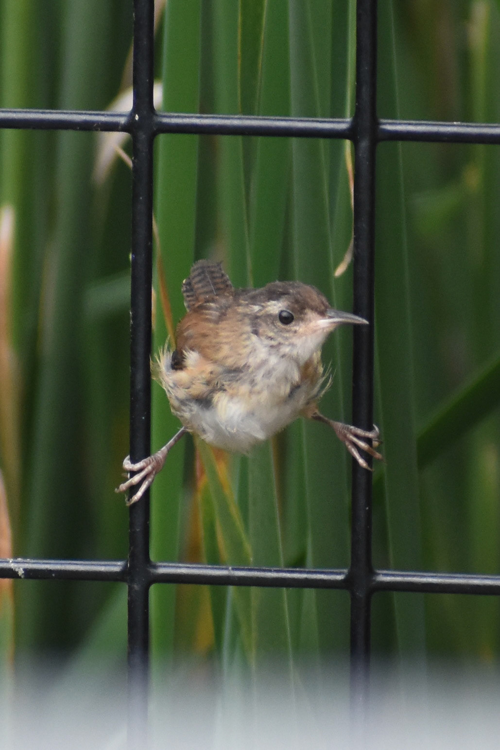 50. Marsh Wren - taken!