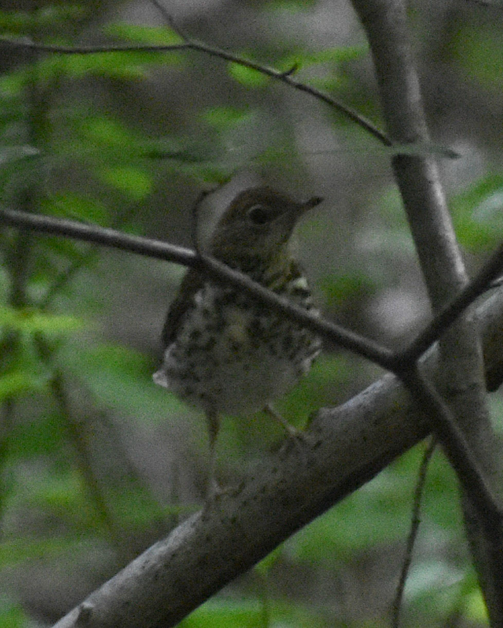 Wood Thrush