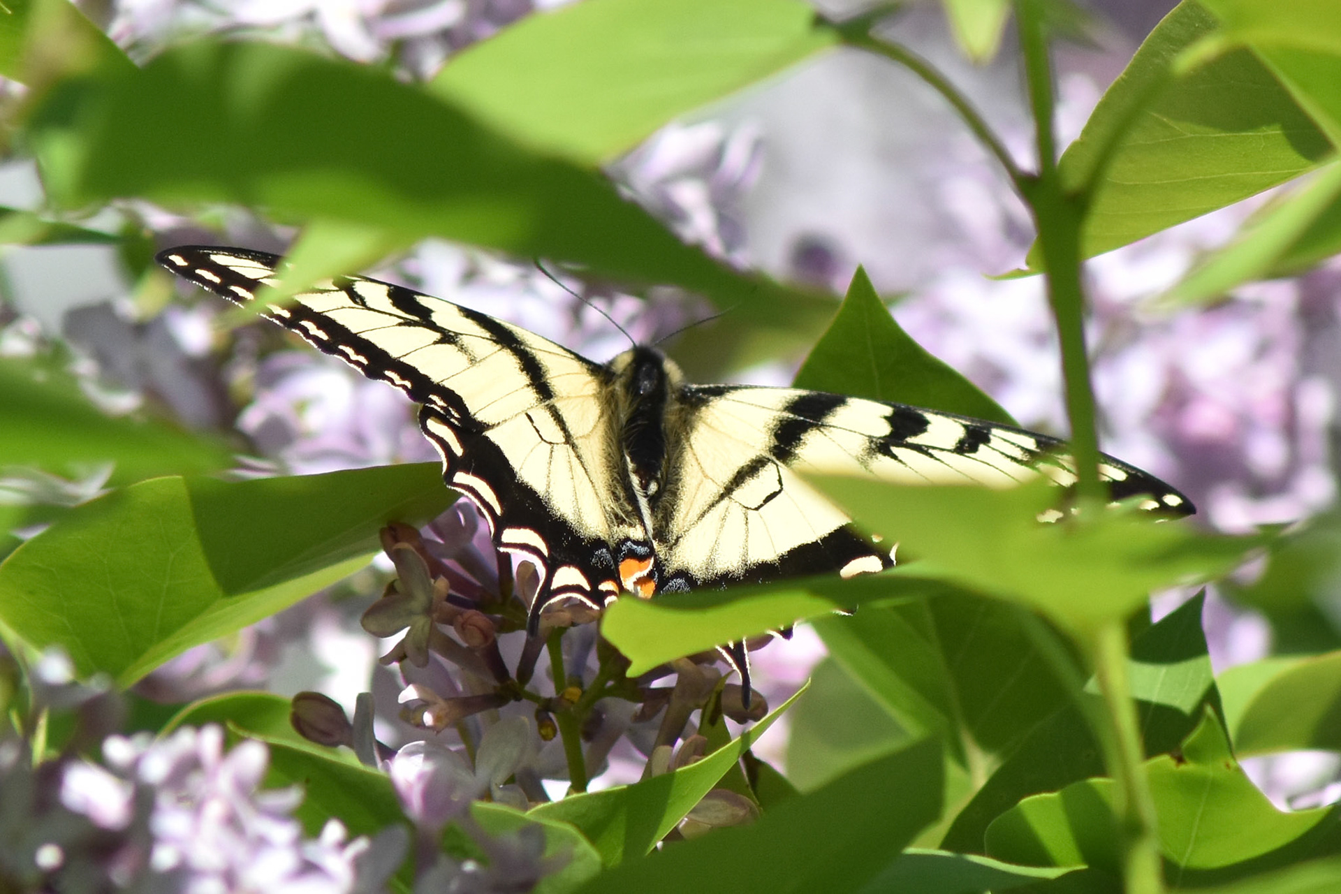 Canadian Tiger Swallowtail