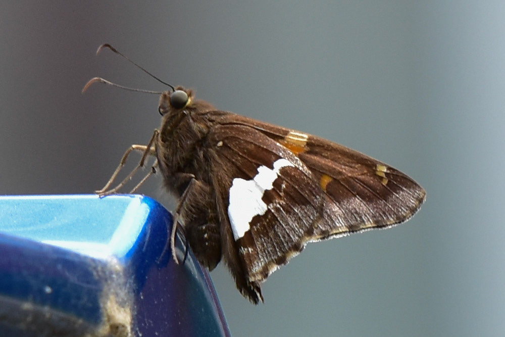 Silver-spotted Skipper