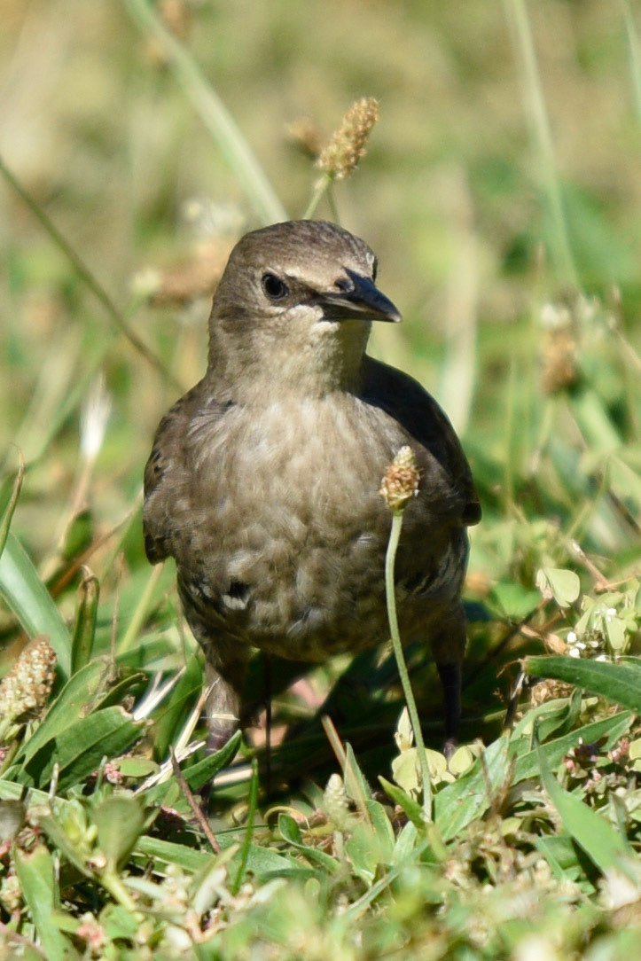 European Starling (juvenile)