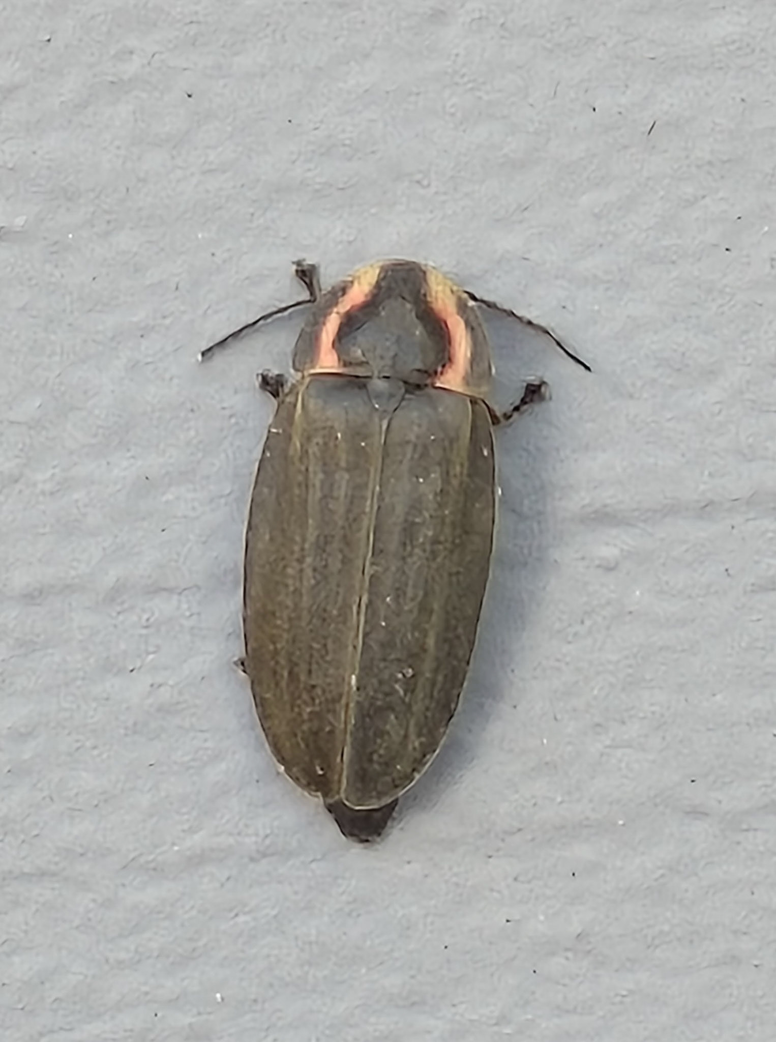Winter Firefly