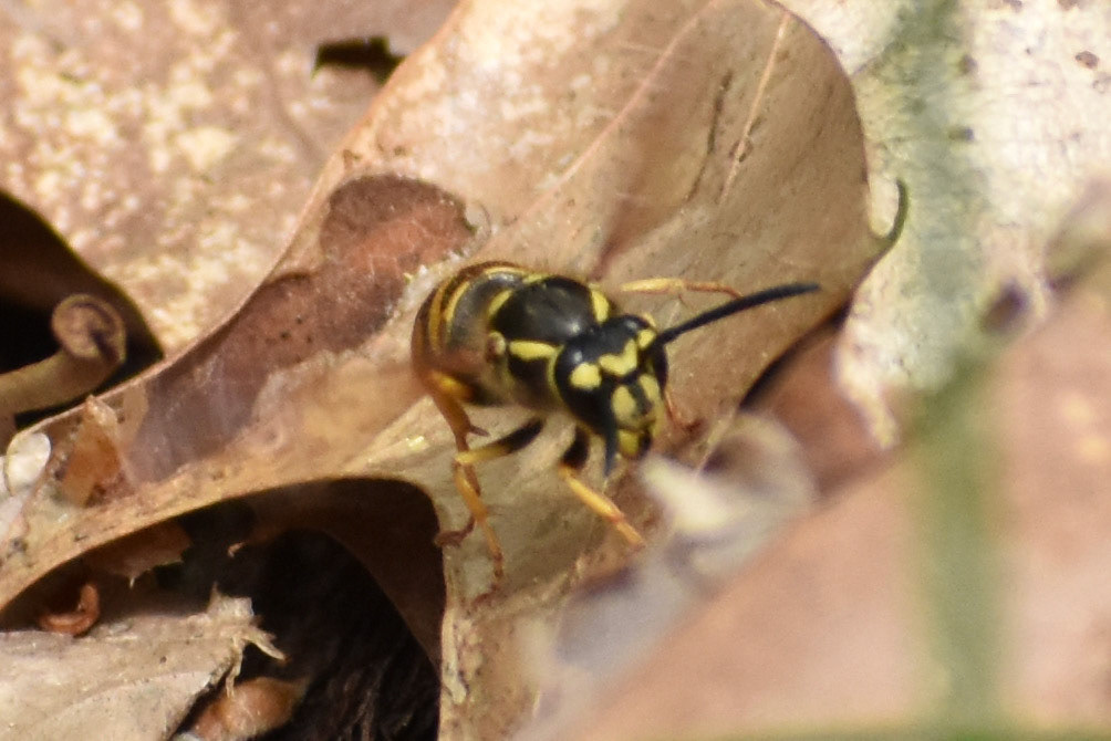Downy Yellowjacket