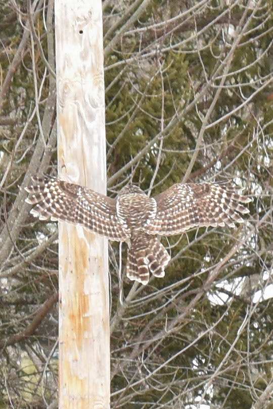 Barred Owl