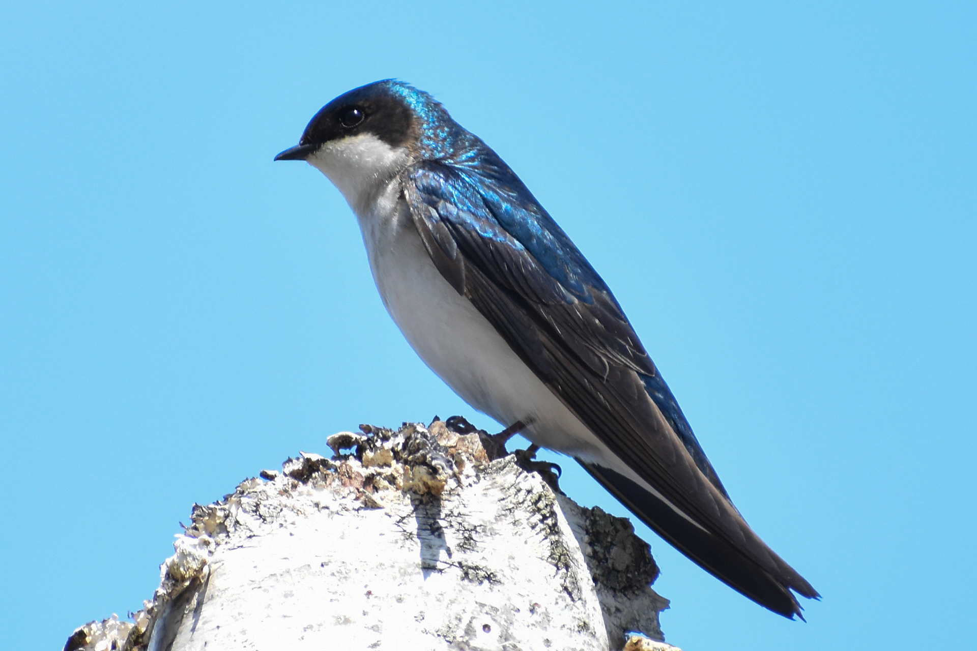 Tree Swallow