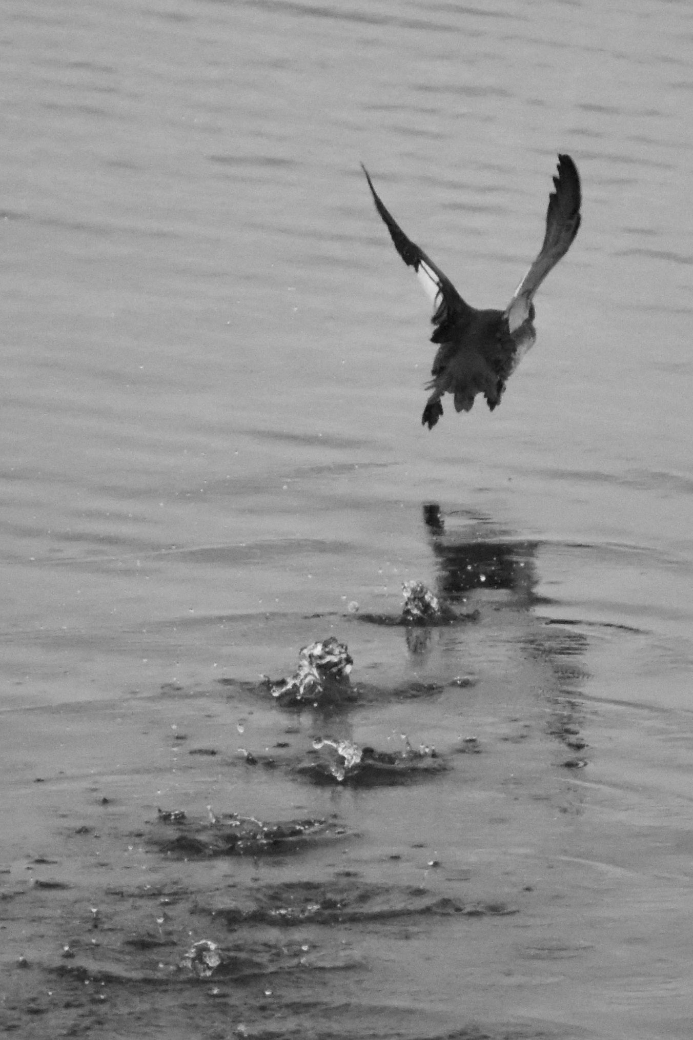 5. Red-breasted Merganser (female)