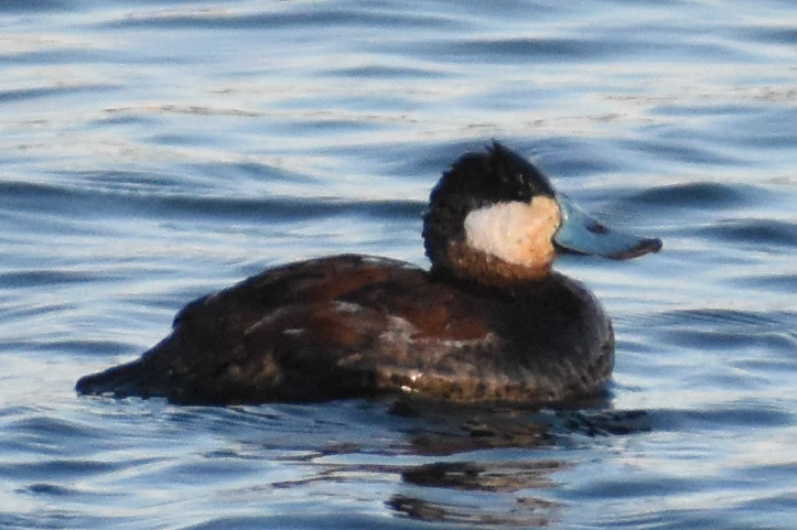 Ruddy Duck (male)