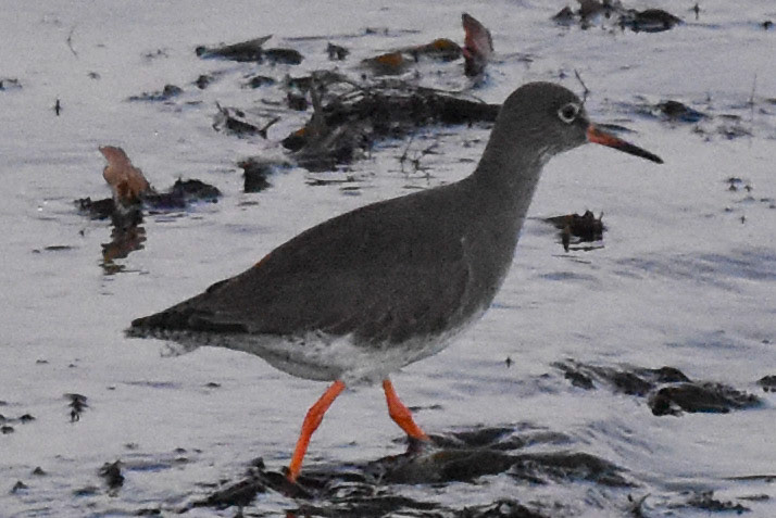 Common Redshank