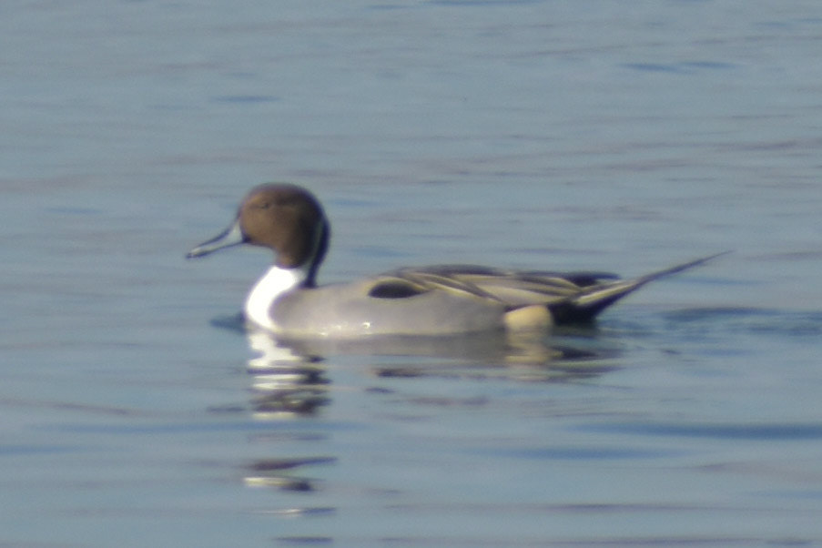 Northern Pintail (male)