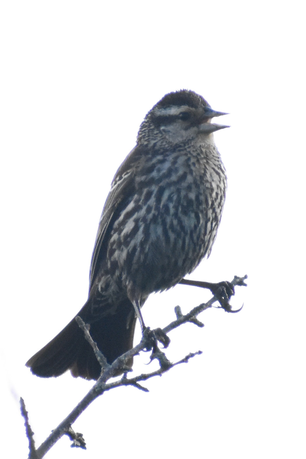 Red-winged Blackbird (juvenile)