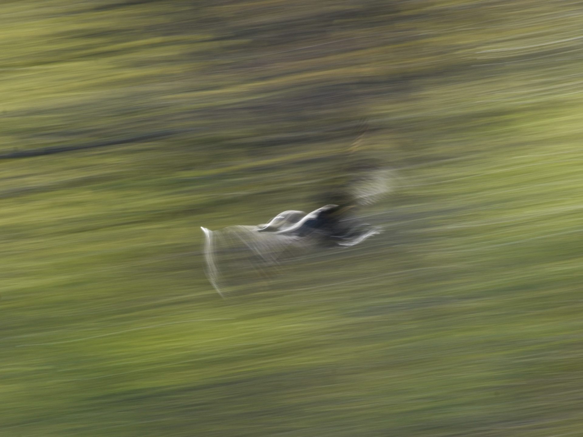 Mallard