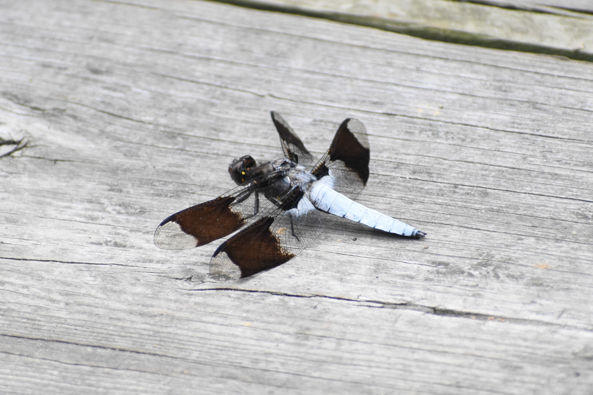 Common Whitetail (male)