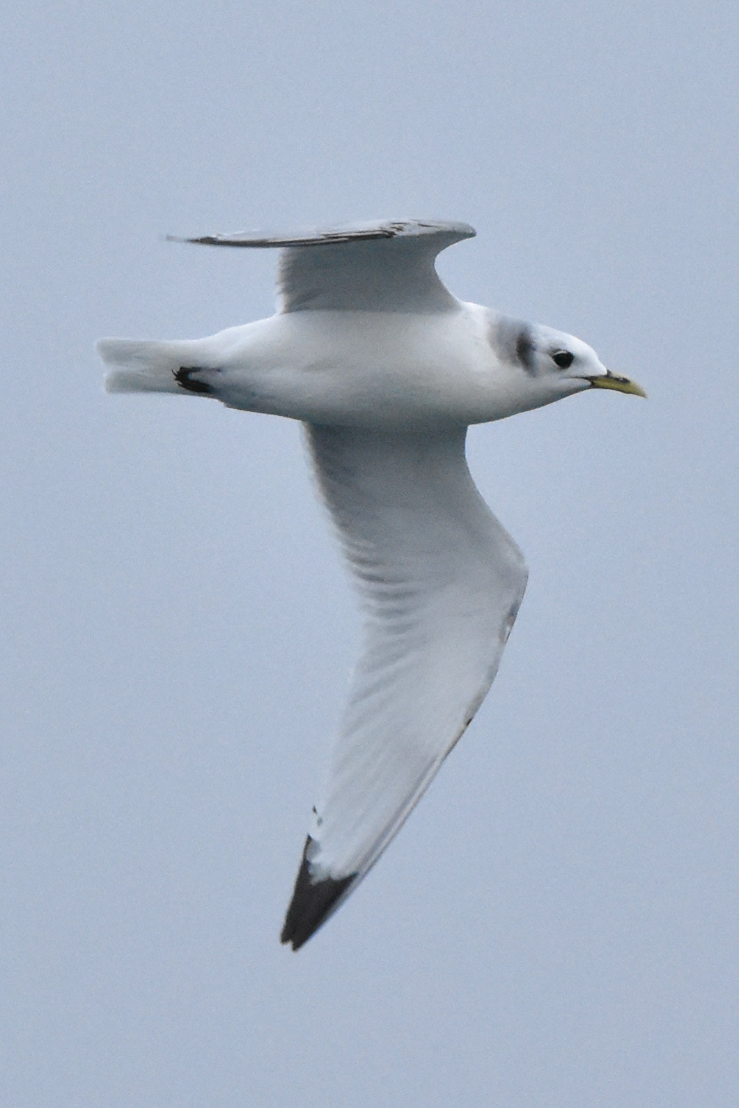 Black-legged Kittiwake