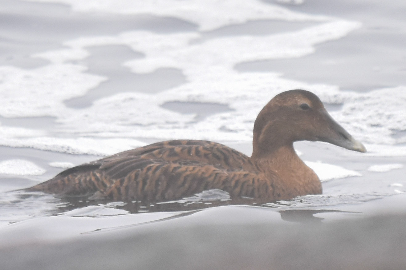 Common Eider (female)