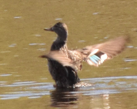 Green-winged Teal (female)
