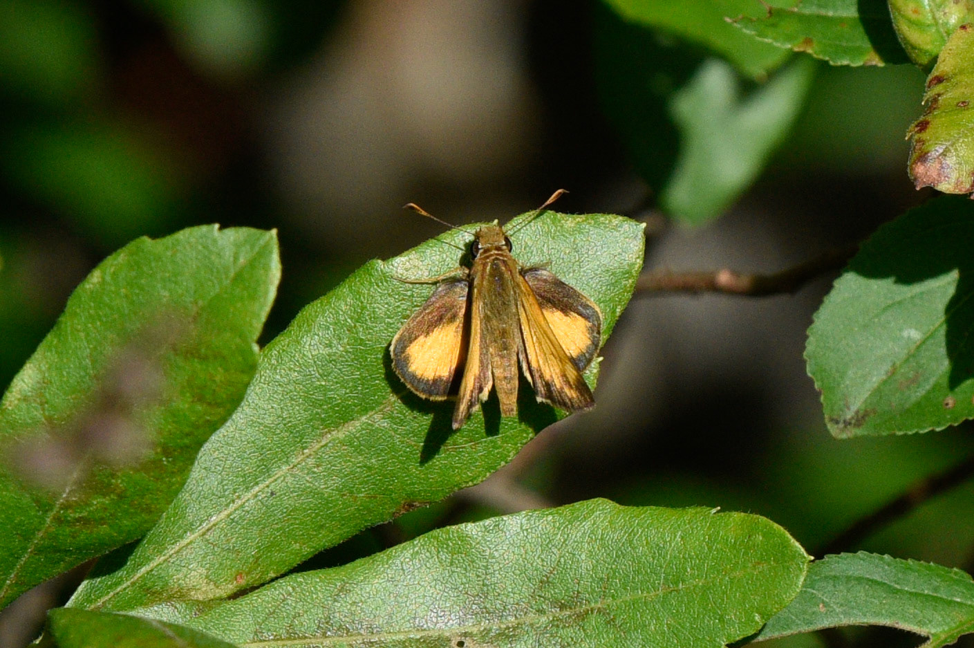 Zabulon Skipper