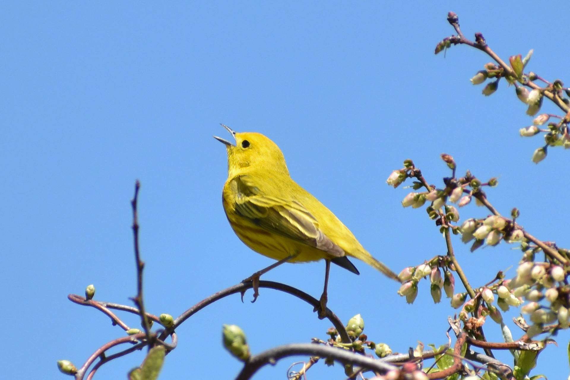 Yellow Warbler