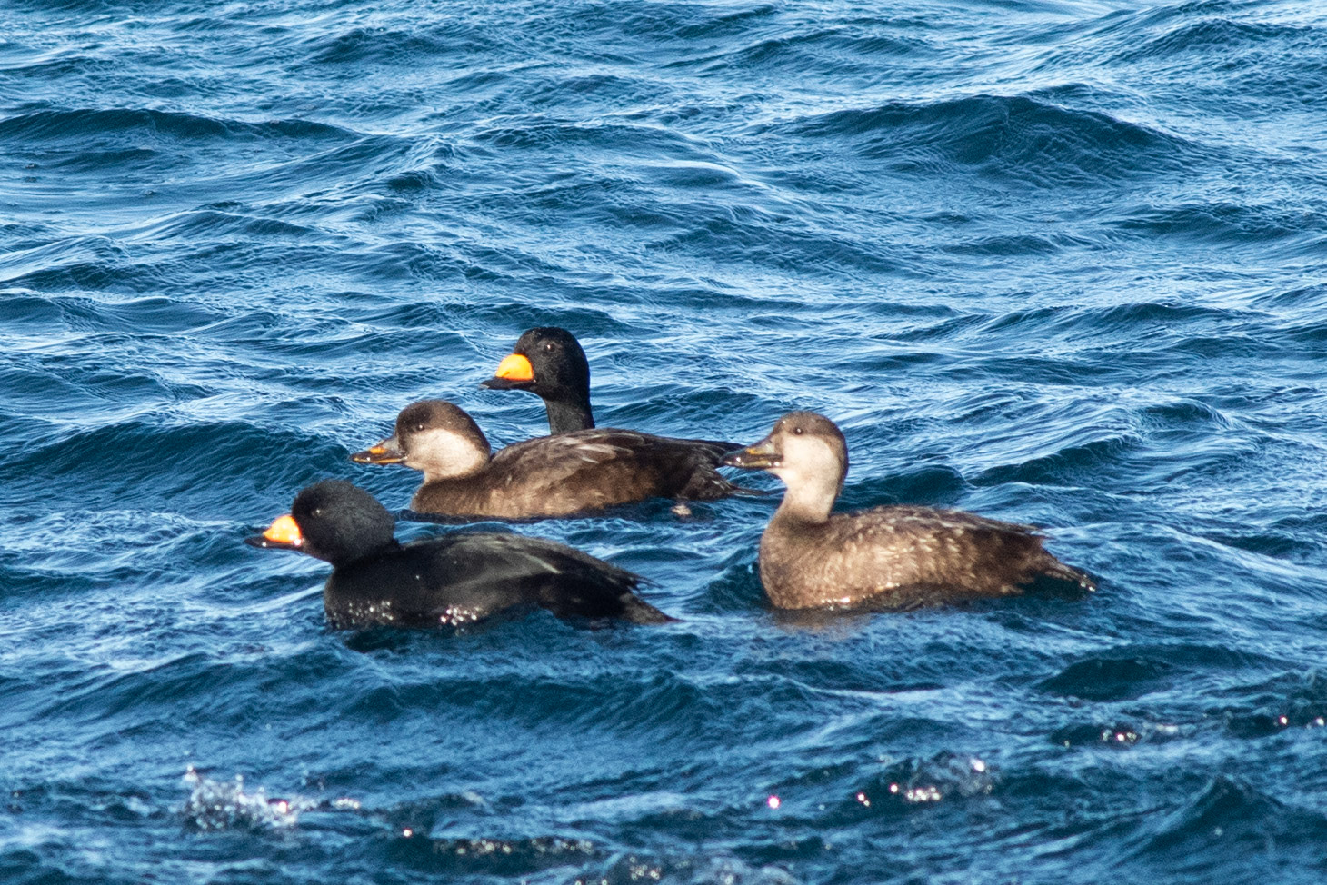 Black Scoter (male + female)