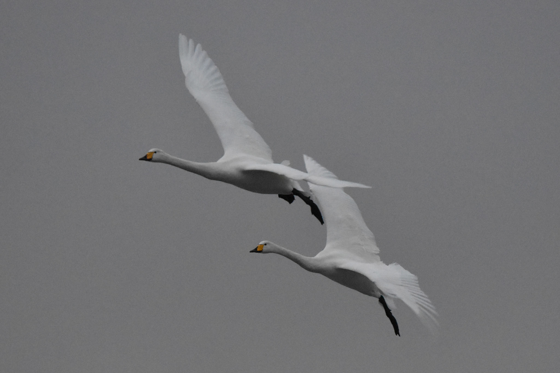 Whooper Swan