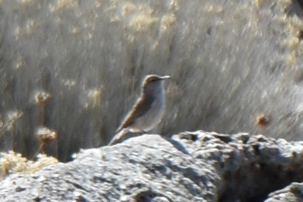Rock Wren