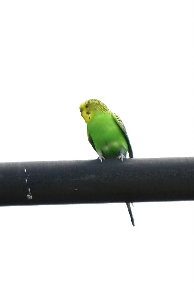 Budgerigar
