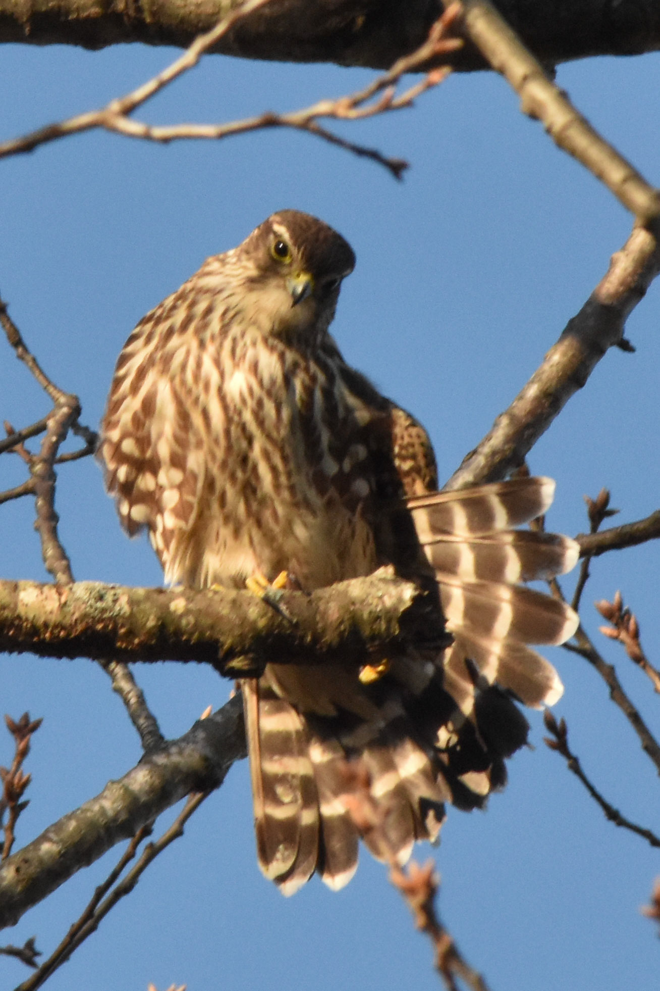Merlin