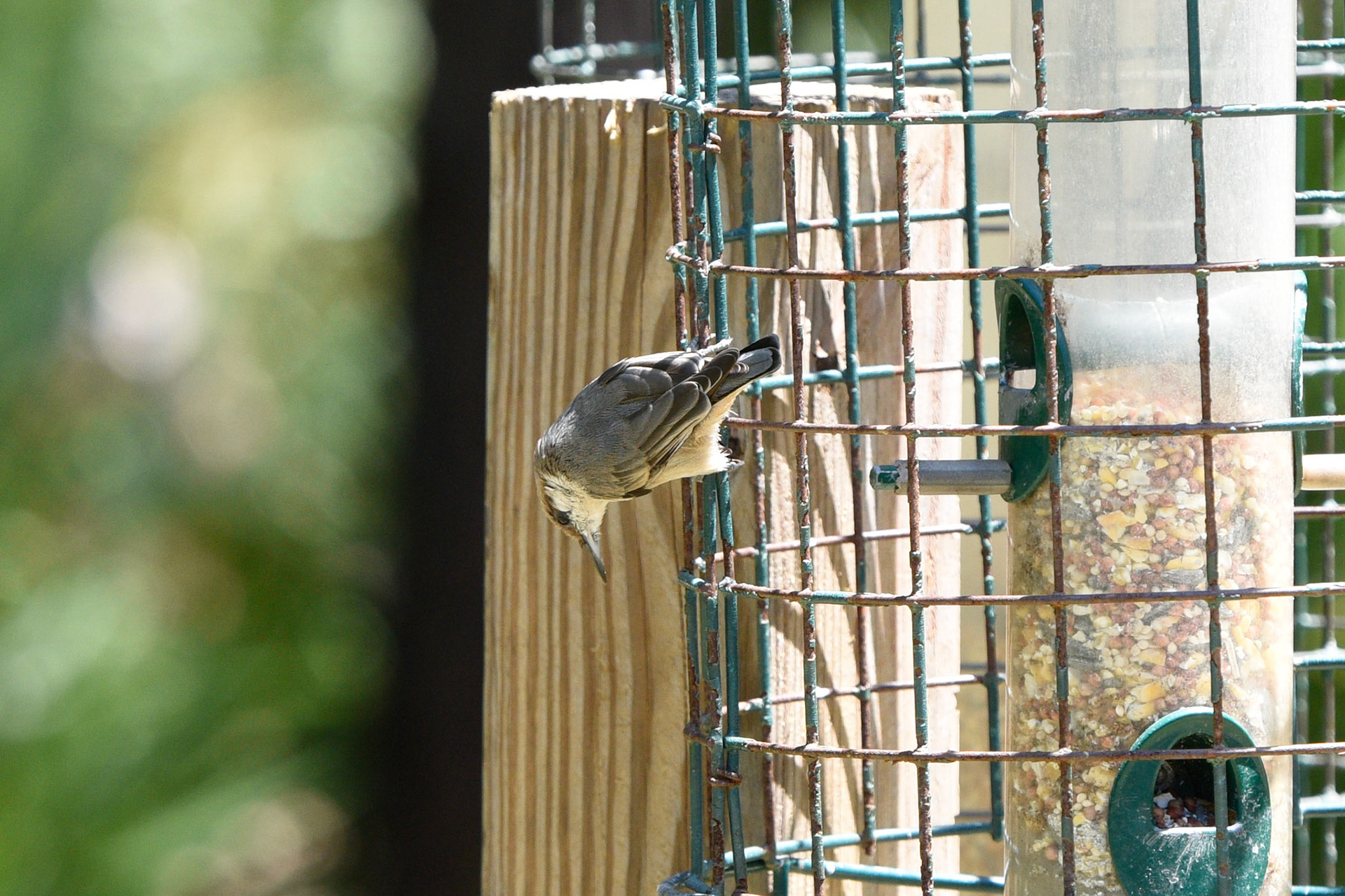 Brown-headed Nuthatch
