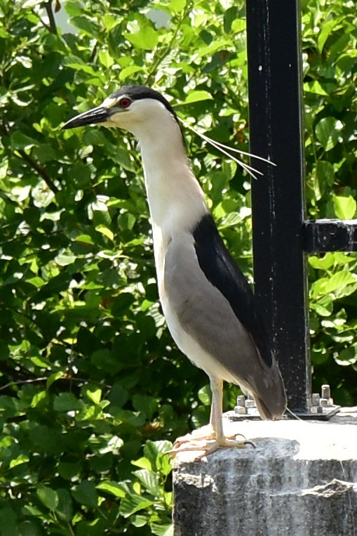 Black-crowned Night Heron (adult)