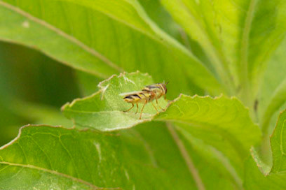 Odontomyia Cincta
