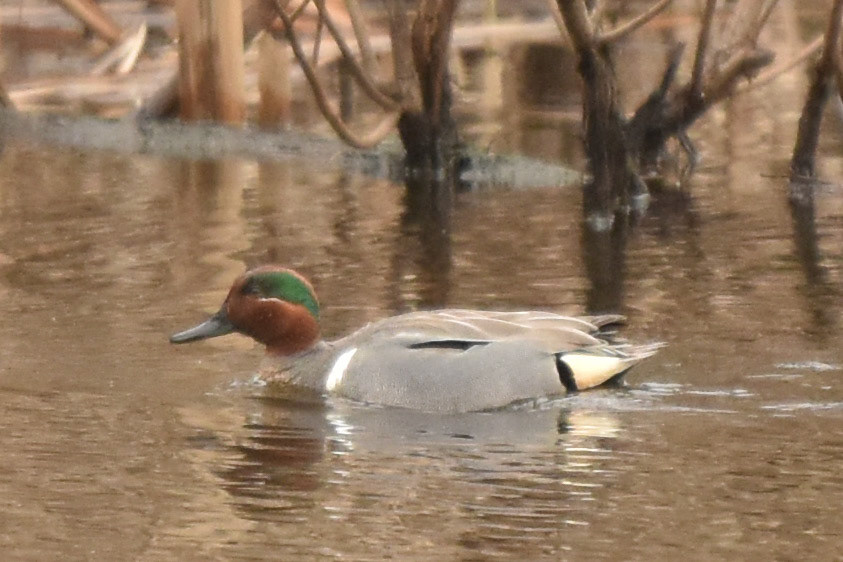 Green-Winged Teal (male)