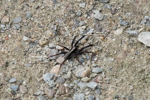 Brush-legged Split Wolf Spider