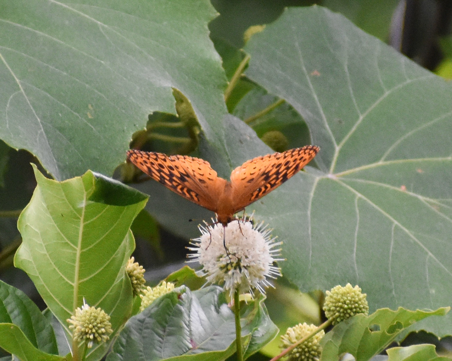 Great Spangled Fritillary