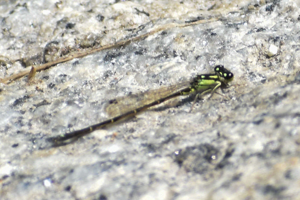 Fragile Forktail