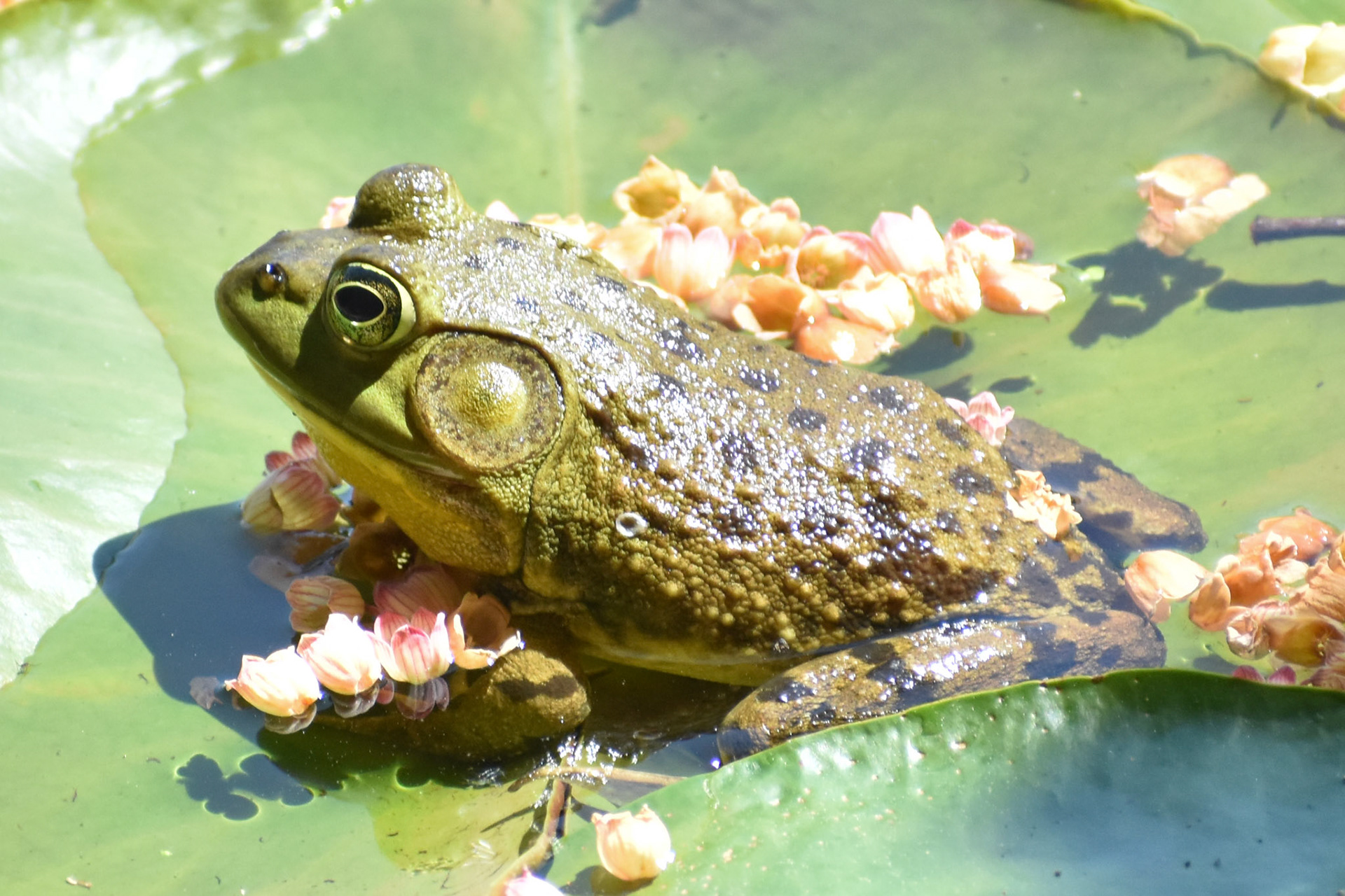 American Bullfrog