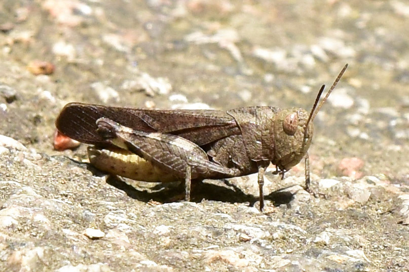 Sulphur-winged Grasshopper