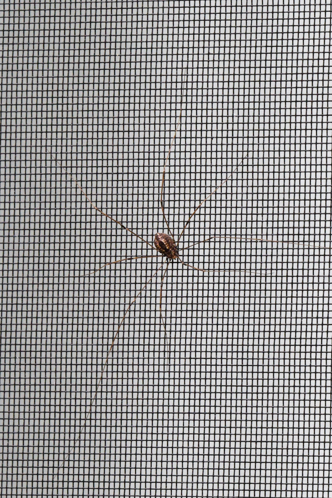 Eastern Harvestman
