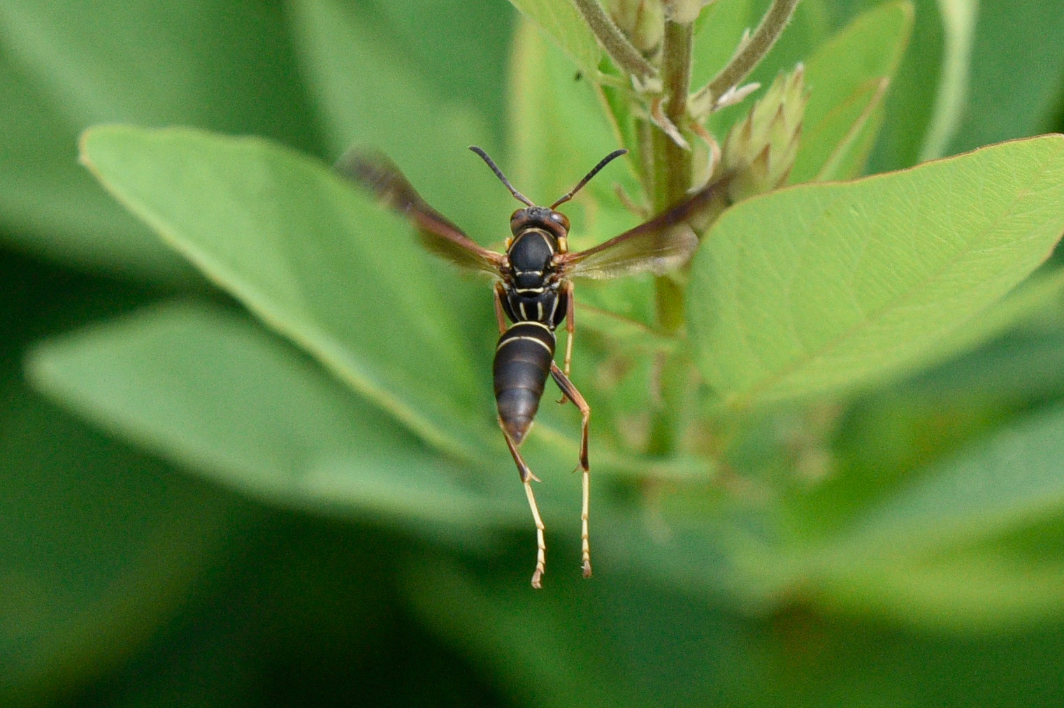 Northern Paper Wasp