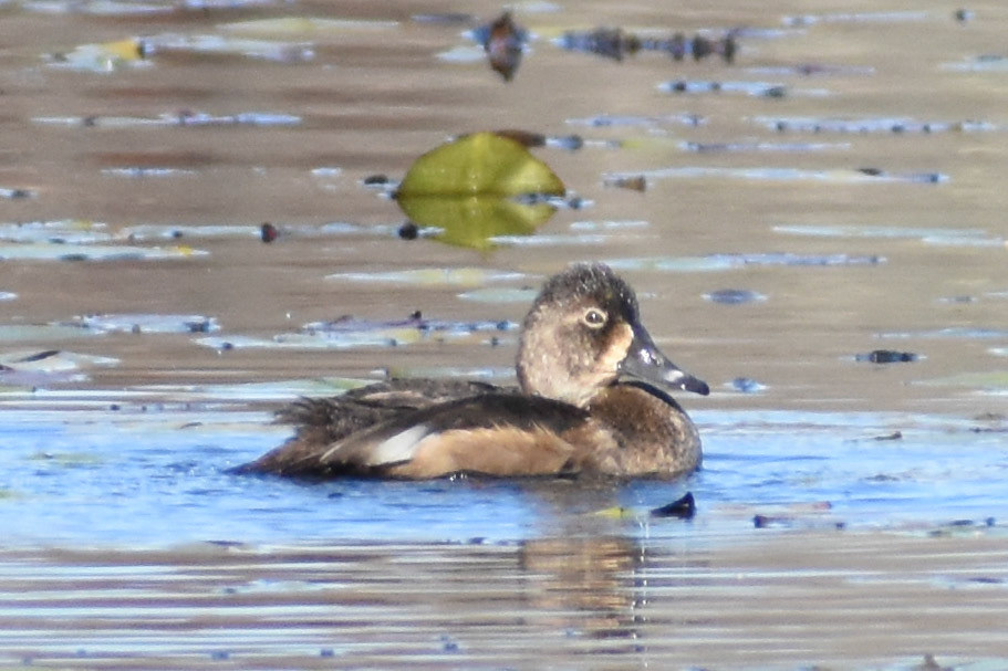 Ring-necked Duck (female)