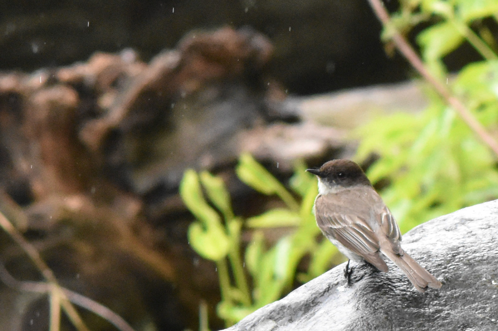 Eastern Phoebe