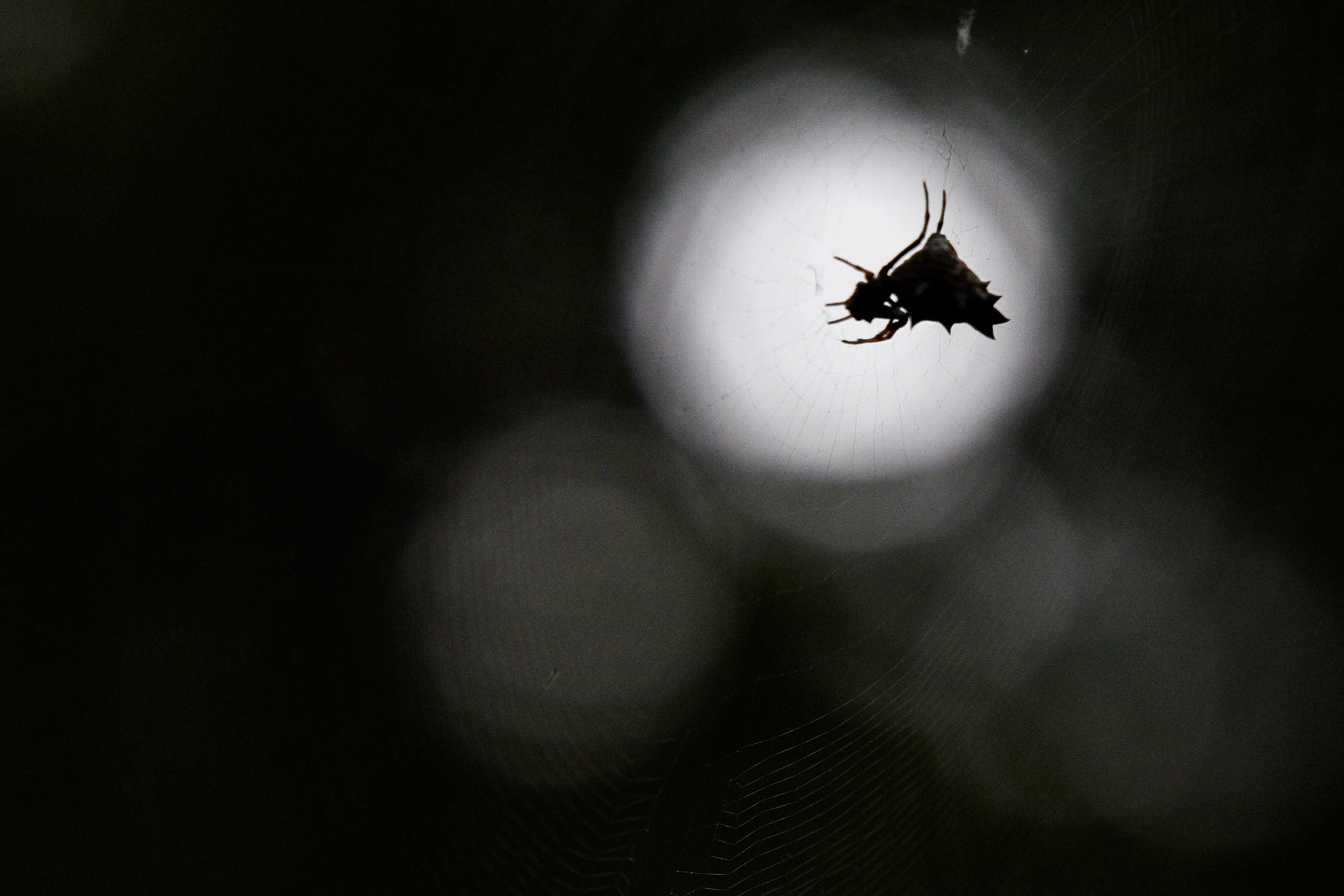 Spined Micrathena
