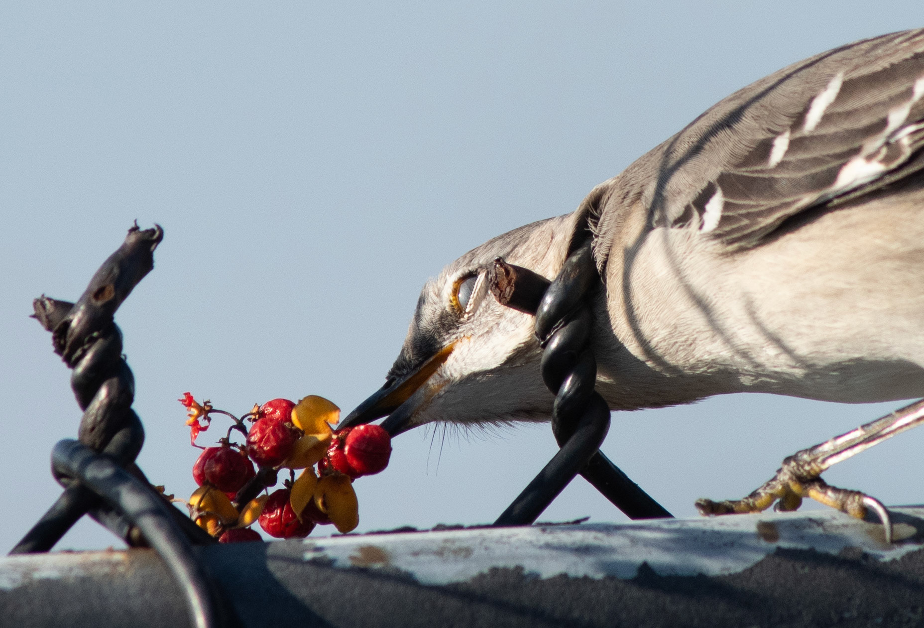 Northern Mockingbird